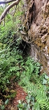 Plants: image 59 Of 208 Thumb